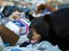 Erdőtüzek miatt kiürített várost szálltak meg a medvék