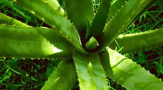 Az aloe vera növény leveléből hatékony rovarirtó szer készíthető  