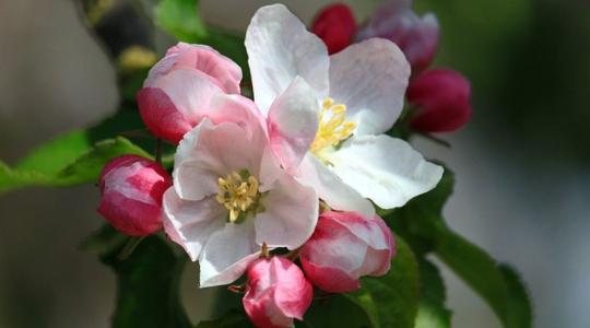 A gyümölcsfák virágzásának késleltetése csökkentheti a tavaszi fagykárokat