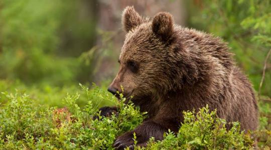 Egy ország háborodott fel a híres barna medve kilövése miatt