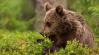 Egy ország háborodott fel a híres barna medve kilövése miatt
