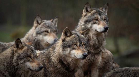 Von der Leyen kikelt a farkasok ellen – veszélybe kerülhet a faj védettsége?