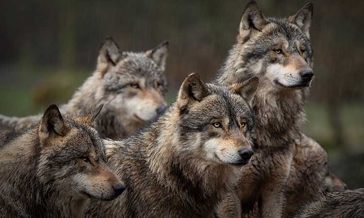 Módosíthatják a farkasok védett uniós státuszát