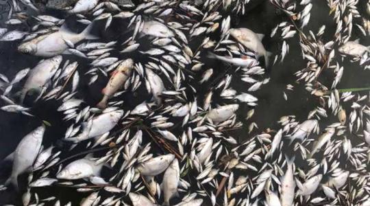 Rengeteg hal pusztult el a Bánki-tóban – mi okozta a katasztrófát?