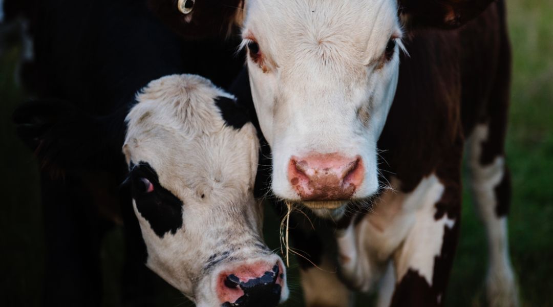 A kenderrel etetett tehenek kábultan viselkednek és THC-tartalmú tejet adnak.