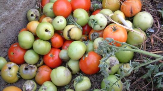 Nyári zöldségek növényvédelme ökológiai módszerekkel