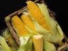 Miért szükséges laboratóriumban vizsgálni a kukoricát betakarításkor?