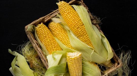 Miért szükséges laboratóriumban vizsgálni a kukoricát betakarításkor?
