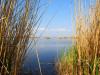 Nagy a baj a Balatonnál: ennek komoly következményei lehetnek