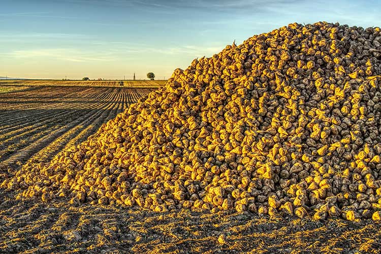 Német termesztők tonnánként 55 eurót kaphatnak a cukorrépáért