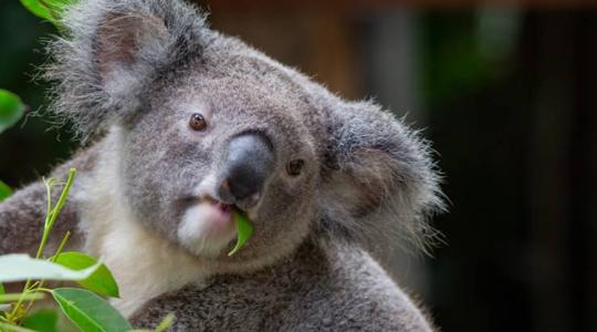 Éhes és élelmes koala, lelegelt kertészet, többmilliós kár