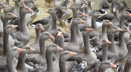 Víziszárnyas ágazat: megdöbbentően sok kacsát és libát kellett leölni