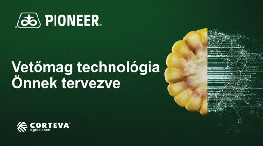 Stabil termőképességű PIONEER® kukorica hibridek a FAO 300-as éréscsoportban