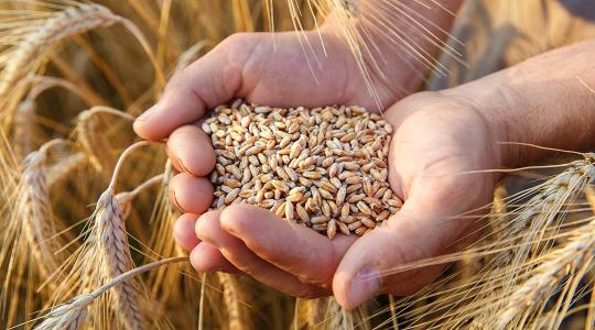 A FAO bejelentette, milyen búza- és kukoricatermésre számít a világon