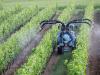 Hatóanyag-kivonások és korlátozások: bajban a szőlőtermelők