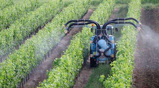 Hatóanyag-kivonások és korlátozások: bajban a szőlőtermelők