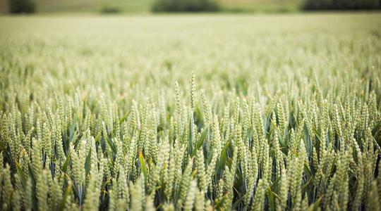 Biztosítható a hazai élelmiszeripar és mezőgazdaság GMO-mentessége?