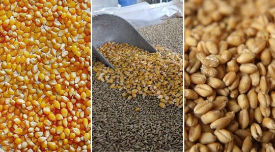 Érdekes megoldás a gabonatárolásra – az ukrán gazdák mentik, ami menthető 