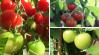 Európa meghódítására készülnek a török zöldség-gyümölcs termesztők