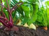 Kis agrokémia zöldségtermesztőknek: a gyakran elfelejtett tápelem – A FOSZFOR