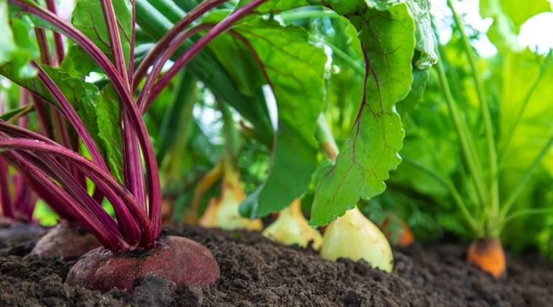 Kis agrokémia zöldségtermesztőknek: a gyakran elfelejtett tápelem – A FOSZFOR