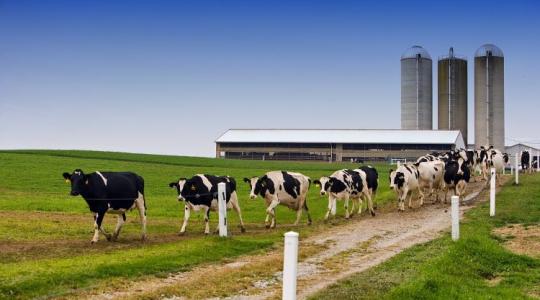 Bajban a tejtermelők, 250 gazdaság bezárt