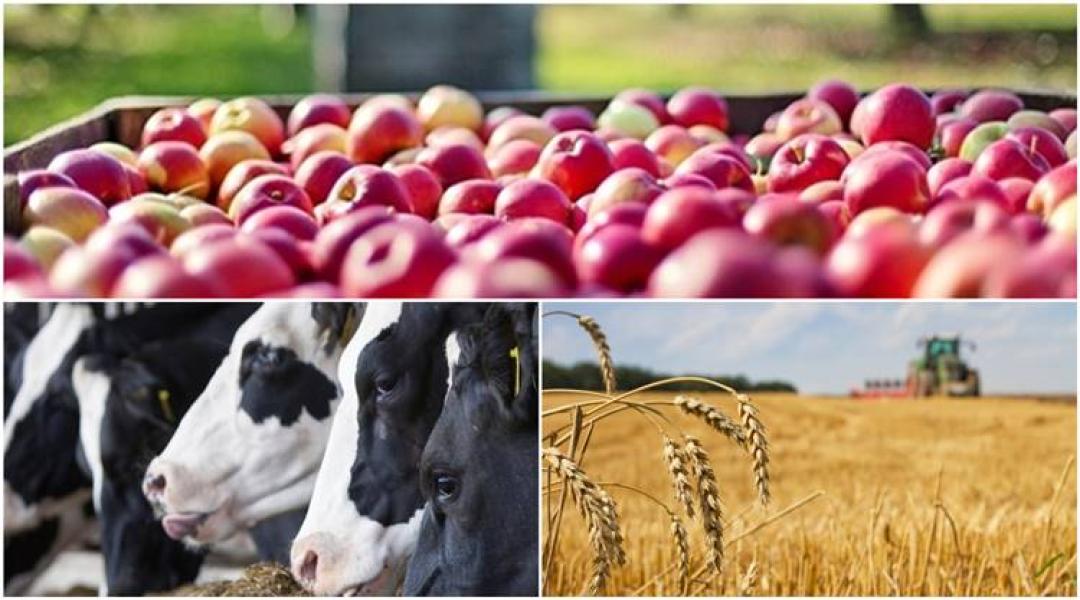 A sikeres pályázat feltételei, támogatásokkal kapcsolatos tudnivalók, a magyar gabonapiac helyzete