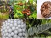 Öngyilkos pálma, patkányevő kancsóka, föld alatti orchidea – a világ legbizarrabb növényei 