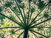 Tudod, melyik inváziós növényfajok foszthatnak meg a támogatástól?