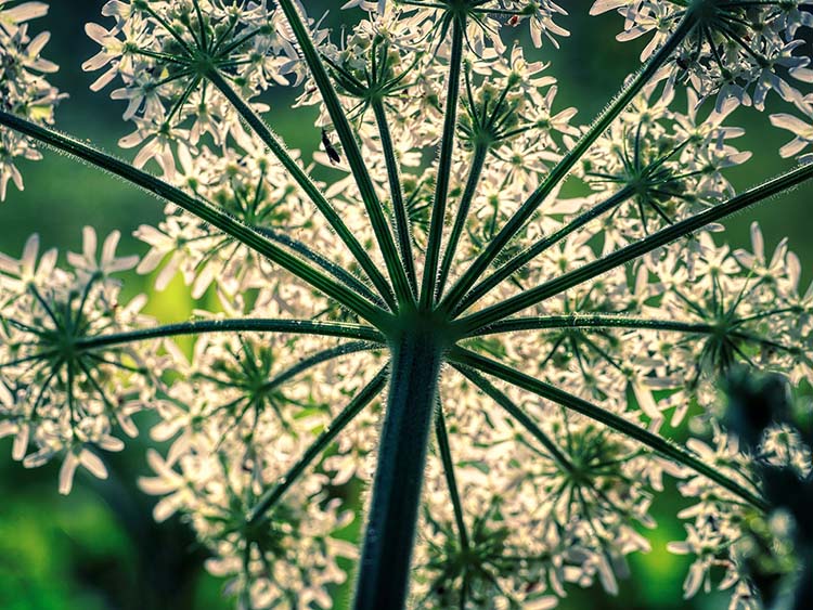 A medvetalp több fajtája is inváziós növény  A medvetalp több fajtája is inváziós növény – Fotó: Pixabay