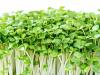 Milyen előnyei vannak a beltéri növénytermesztésnek?
