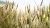 Szlovákia nem szünteti meg a gabonaimport korlátozását