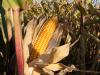 Kukorica betakarítási és tarlókezelési nap – Pellérd