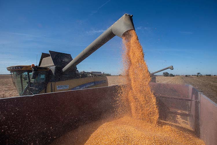 Kukorica betakarítása Békés vármegyében