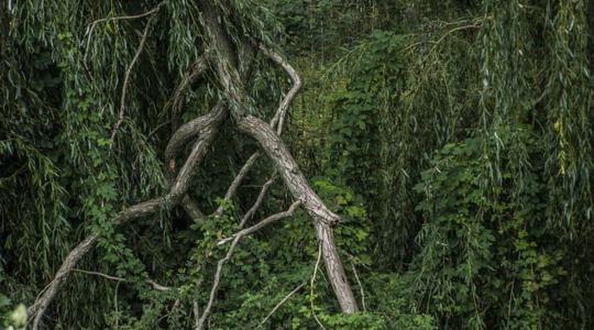 Vészesen romlik az erdők állapota