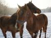 Hogyan takarmányozzuk a ridegtartásban lévő lovakat a téli hónapokban?