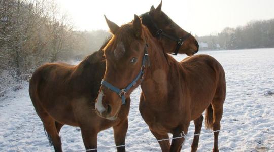 Hogyan takarmányozzuk a ridegtartásban lévő lovakat a téli hónapokban?