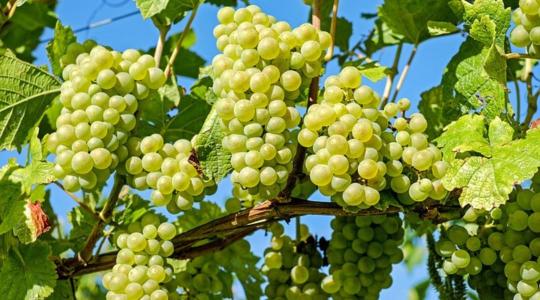 Hogyan védheted meg a szőlőt biológiai növényvédelemmel?