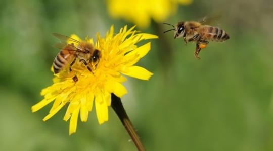 30 fokban sok méh egyáltalán nem repül, így a klímaváltozás tényleg katasztrófával járhat
