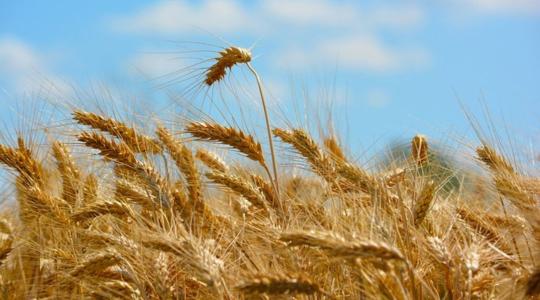 Andrzej Duda szerint növelni kell az ukrán gabona tranzitját