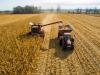 Egy hét leforgása alatt 7 százalékkal csökkent a kukorica átlagára Magyarországon
