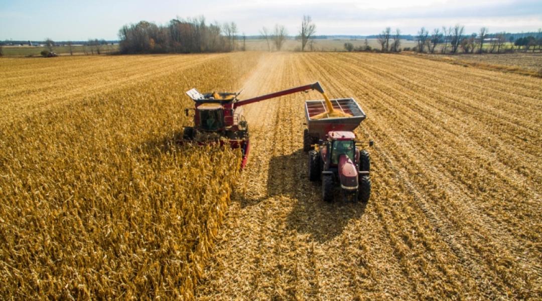 Egy hét leforgása alatt 7 százalékkal csökkent a kukorica átlagára Magyarországon