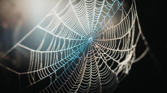 Génszerkesztéssel előállított selyemhernyók szőnek pókselymet