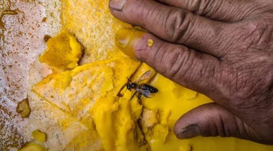 A világ legnagyobb méhe hallucinogén mézet állít elő