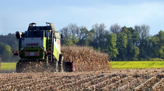 A klímaváltozás ellenében is növelhető a kukorica termésmennyisége – mutatjuk, hogyan!