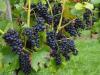 Sokan felhagyhatnak a szőlőtermesztéssel