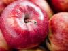 Emelkedett az alma felvásárlási ára, és a termés is jónak ígérkezik
