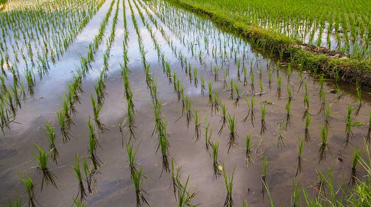 Új rizsfajtákkal kísérleteznek, amelyek bírják a sós vizet