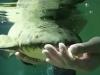 Matuzsálem, a világ legidősebb, fogságban élő hala 100 éves (+ Videó)