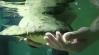 Matuzsálem, a világ legidősebb, fogságban élő hala 100 éves (+ Videó)
